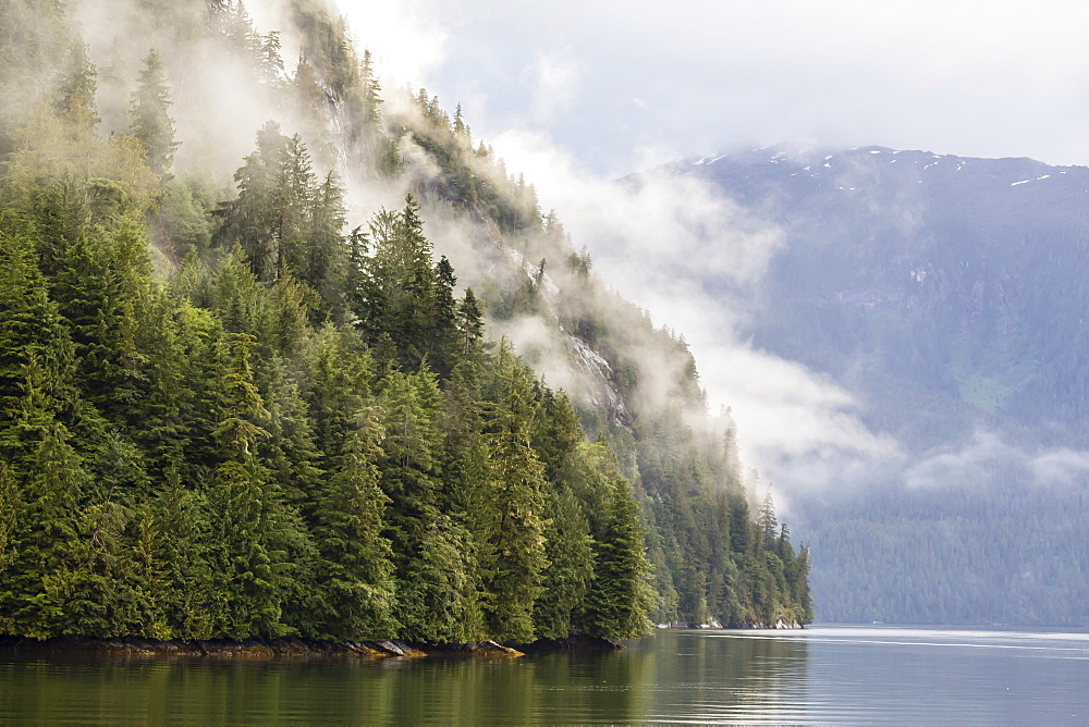 Fog-shrouded forest near Juneau, Southeast Alaska, United States of America, North America 