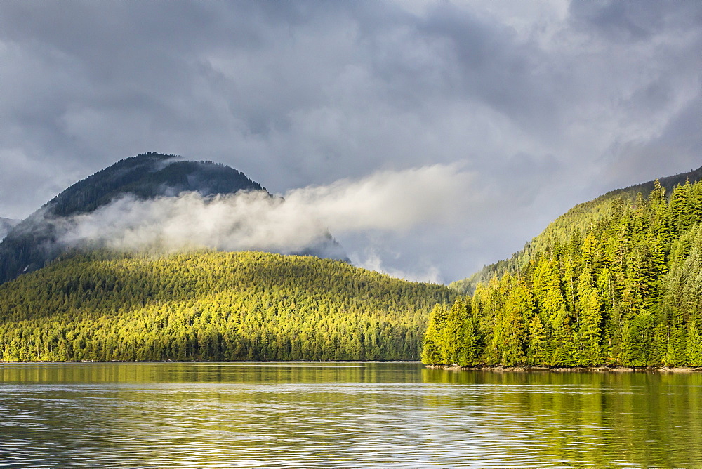 Fog-shrouded forest near Juneau, Southeast Alaska, United States of America, North America 