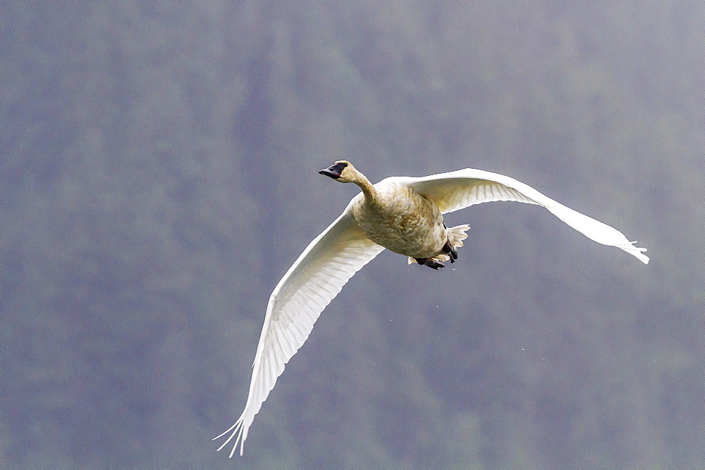 Adult trumpeter swan (Cygnus buccinator) near LeConte Glacier outside Petersburg, Southeast Alaska, United States of America, North America 