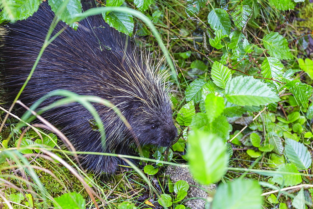 Adult porcupine (Erethizon dorsatum) foraging near Mendenhall Glacier, Southeast Alaska, United States of America, North America 