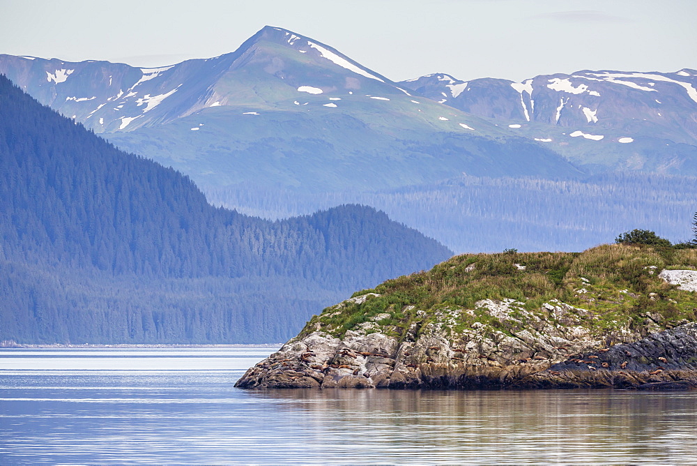 Northern (Steller) sea lions (Eumetopias jubatus), South Marble Island, Glacier Bay National Park, Southeastern Alaska, United States of America, North America 