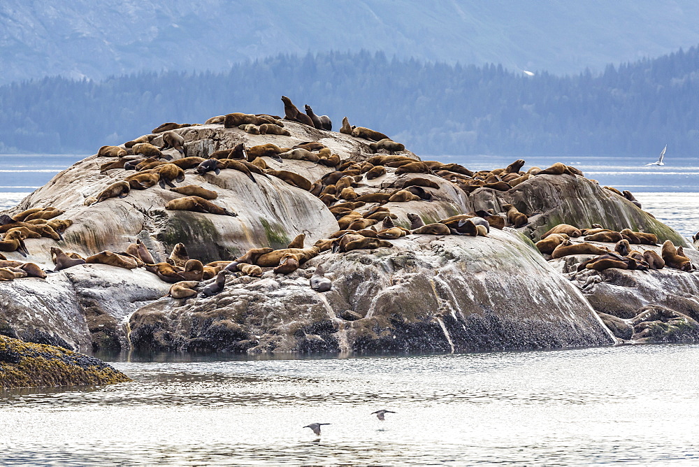 Northern (Steller) sea lions (Eumetopias jubatus), South Marble Island, Glacier Bay National Park, Southeastern Alaska, United States of America, North America 