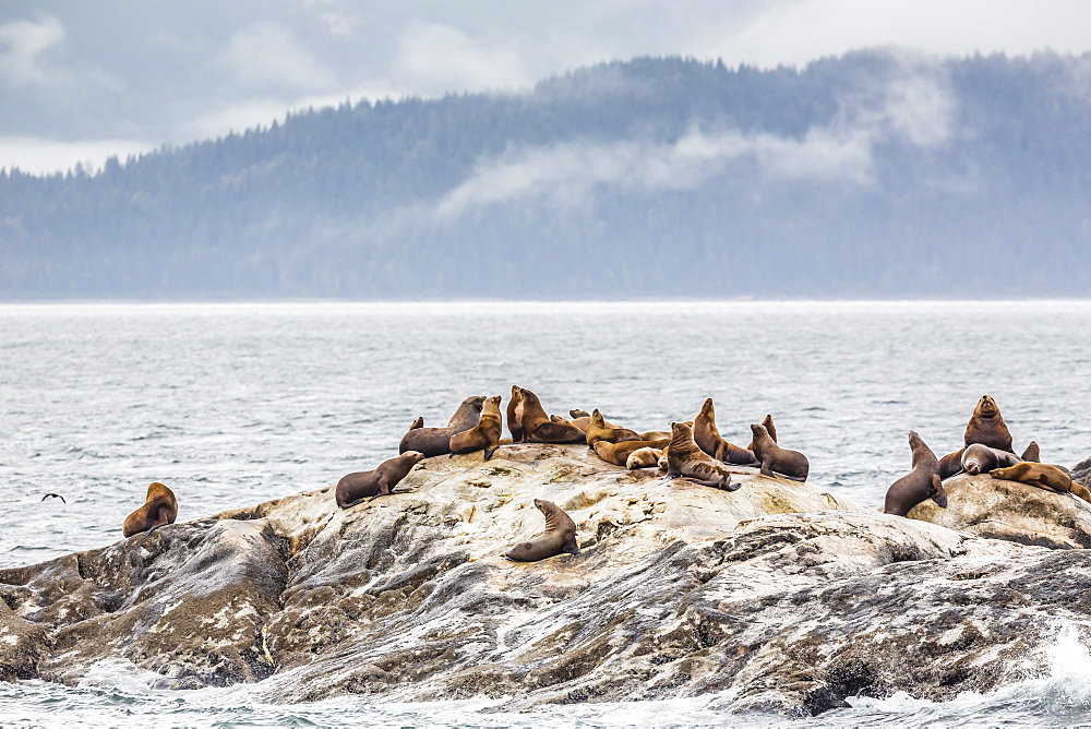 Northern (Steller) sea lions (Eumetopias jubatus), South Marble Island, Glacier Bay National Park, Southeastern Alaska, United States of America, North America 