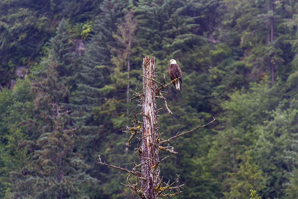 Adult bald eagle (Haliaeetus leucocephalus), near LeConte Glacier, Southeast Alaska, United States of America, North America 