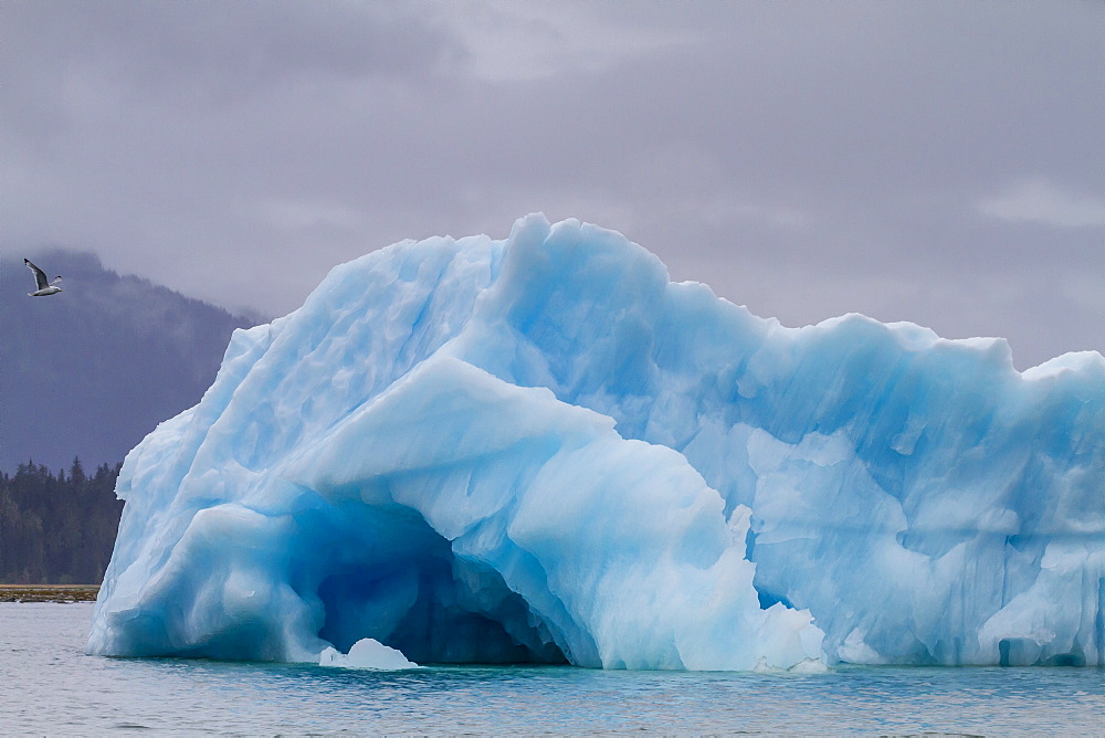 Glacial ice calved from the LeConte Glacier, Outside Petersburg, Southeast Alaska, United States of America, North America 