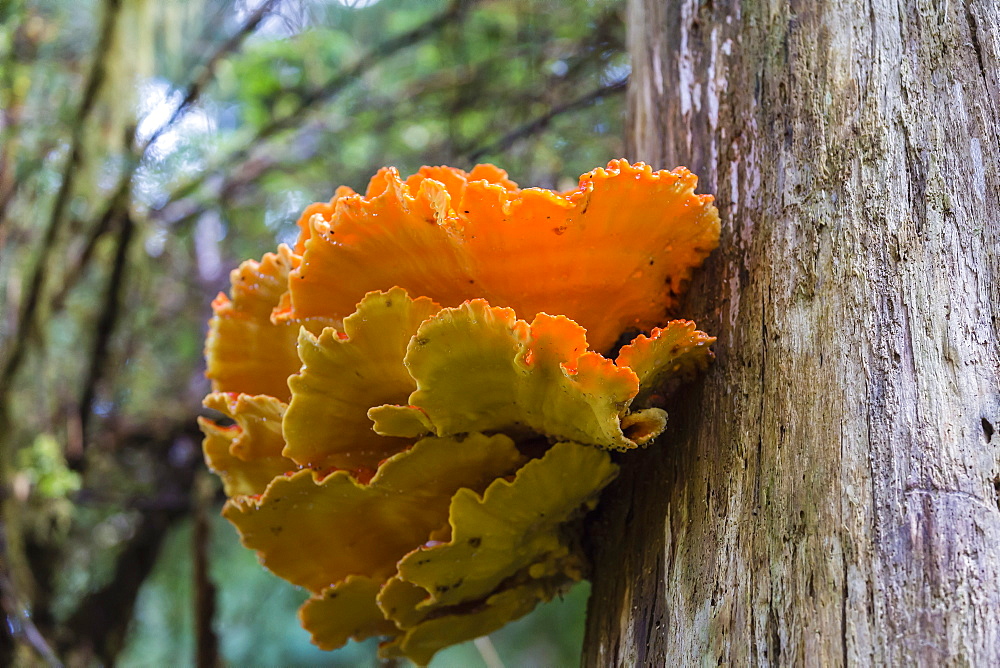 The shelving fungus called Chicken-of-the-Woods (Laeitiporus sulphureus), Williams Cove, Southeast Alaska, United States of America, North America 