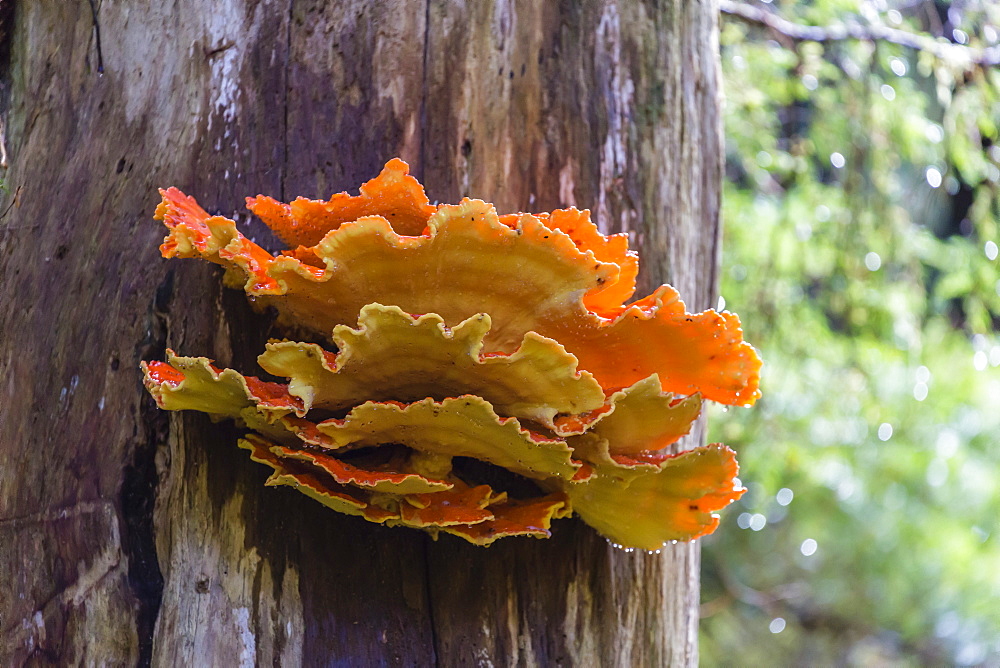 The shelving fungus called Chicken-of-the-Woods (Laeitiporus sulphureus), Williams Cove, Southeast Alaska, United States of America, North America 