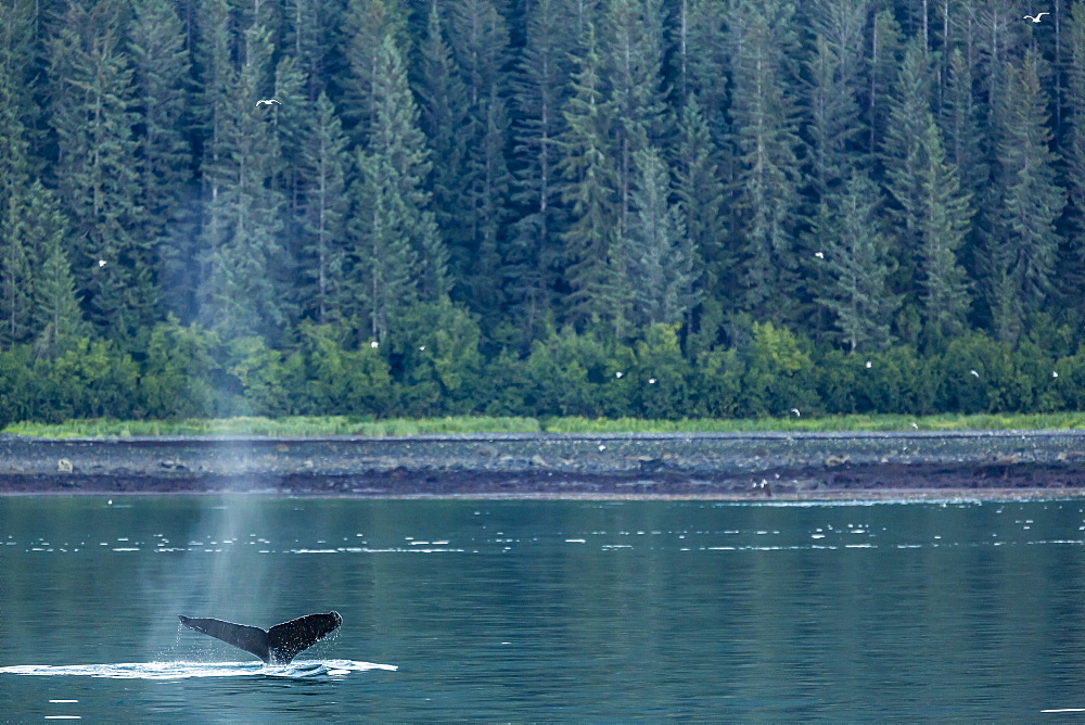 Adult humpback whale (Megaptera novaeangliae) flukes-up dive, Snow Pass, Southeast Alaska, United States of America, North America 