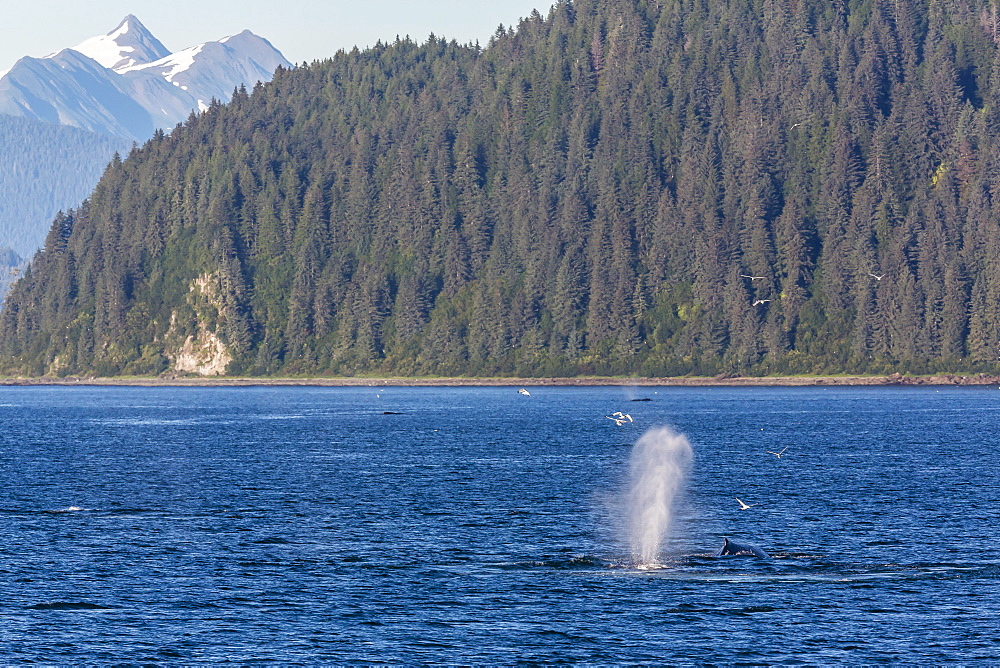 Adult humpback whale (Megaptera novaeangliae) flukes-up dive, Snow Pass, Southeast Alaska, United States of America, North America 