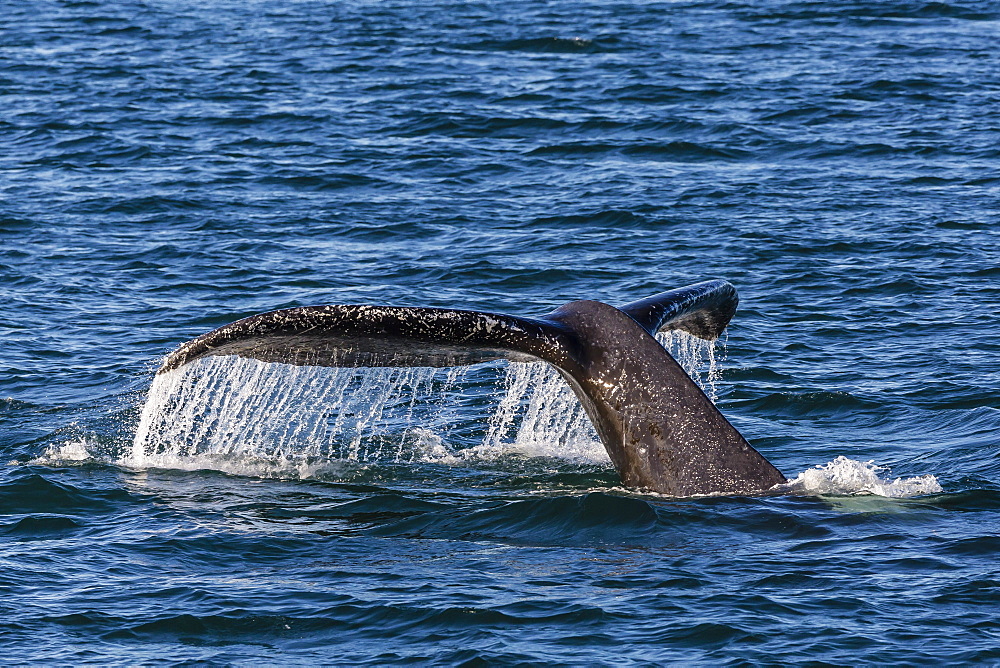 Adult humpback whale (Megaptera novaeangliae) flukes-up dive, Snow Pass, Southeast Alaska, United States of America, North America 