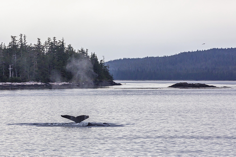 Adult humpback whale (Megaptera novaeangliae) flukes-up dive, Snow Pass, Southeast Alaska, United States of America, North America 