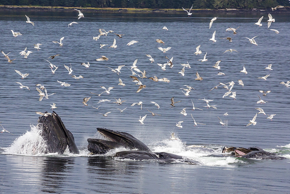 Adult humpback whales (Megaptera novaeangliae) co-operatively bubble-net feeding, Snow Pass, Southeast Alaska, United States of America, North America 