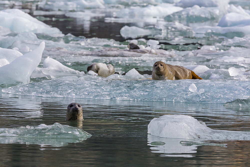 Harbour seal (Phoca vitulina), South Sawyer Glacier, Tracy Arm-Ford's Terror Wilderness area, Southeast Alaska, United States of America, North America 