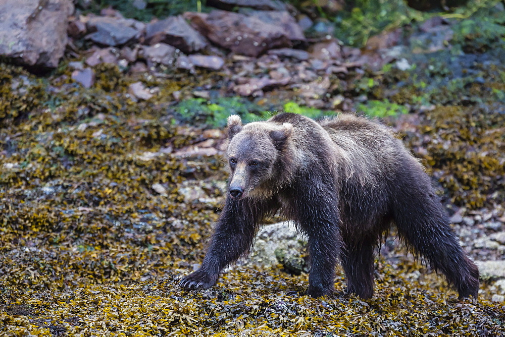 Young brown bear (Ursus arctos) at low tide in Pavlof Harbour, Chichagof Island, Southeast Alaska, United States of America, North America 