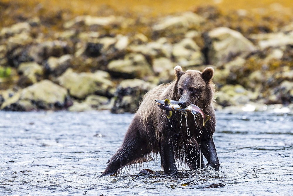 Young brown bear (Ursus arctos) fishing for pink salmon at low tide in Pavlof Harbour, Chichagof Island, Southeast Alaska, United States of America, North America