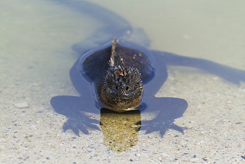 Galapagos marine iguana (Amblyrhynchus cristatus), Las Bachas, Santa Cruz Island, Galapagos Islands, Ecuador, South America