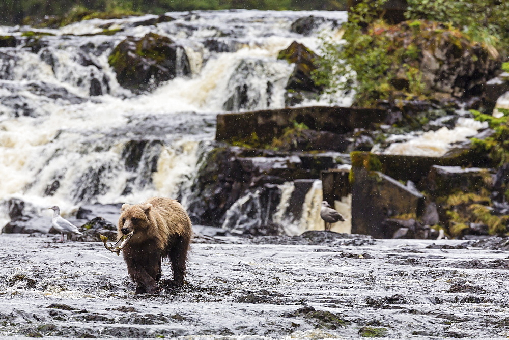 Young brown bear (Ursus arctos) fishing for pink salmon at low tide in Pavlof Harbour, Chichagof Island, Southeast Alaska, United States of America, North America 