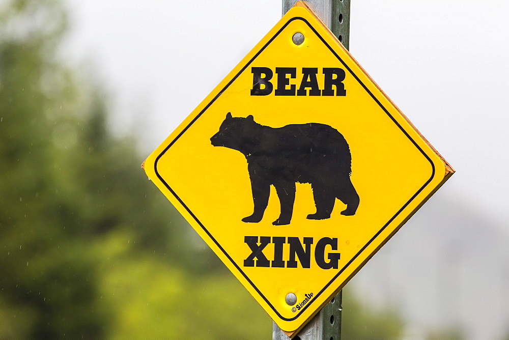 Road sign for bear crossing in Juneau, Southeast Alaska, United States of America, North America 