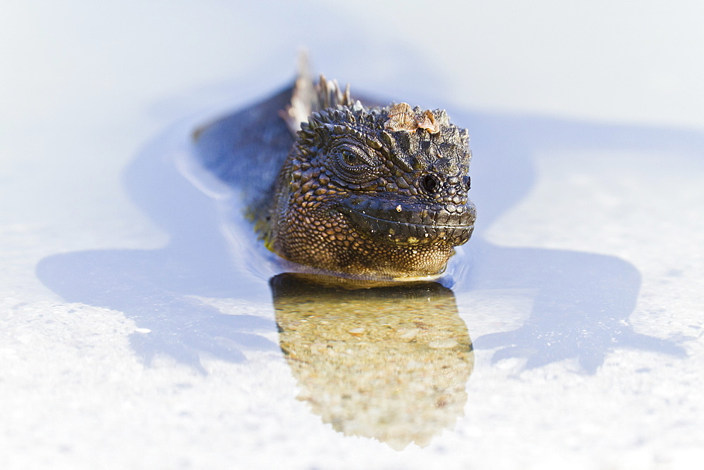 Galapagos marine iguana (Amblyrhynchus cristatus), Las Bachas, Santa Cruz Island, Galapagos Islands, Ecuador, South America