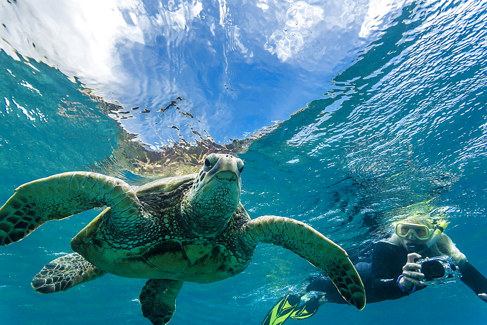 Green sea turtle (Chelonia mydas) underwater with snorkeler, Maui, Hawaii, United States of America, Pacific 