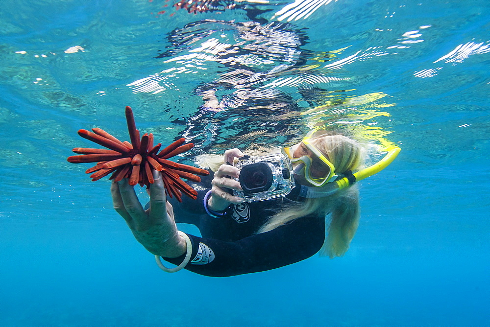 Snorkeler taking photo of urchin underwater off Maui, Hawaii, United States of America, Pacific 