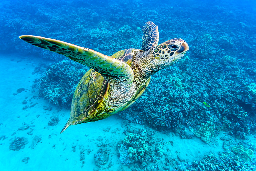 Green sea turtle (Chelonia mydas) underwater, Maui, Hawaii, United States of America, Pacific