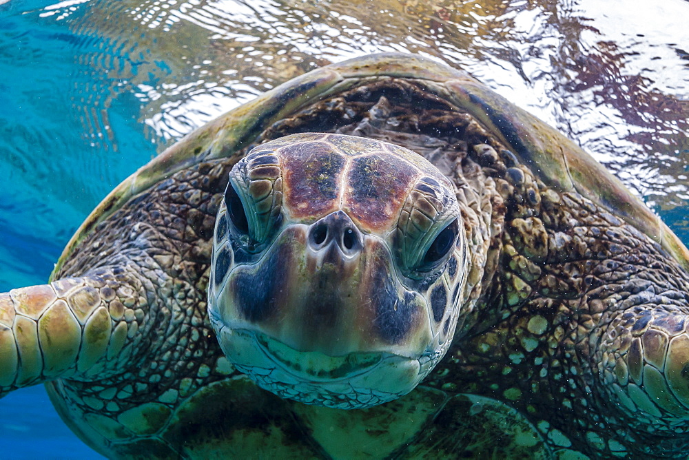 Green sea turtle (Chelonia mydas) underwater, Maui, Hawaii, United States of America, Pacific 