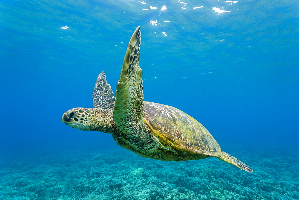 Green sea turtle (Chelonia mydas) underwater, Maui, Hawaii, United States of America, Pacific 