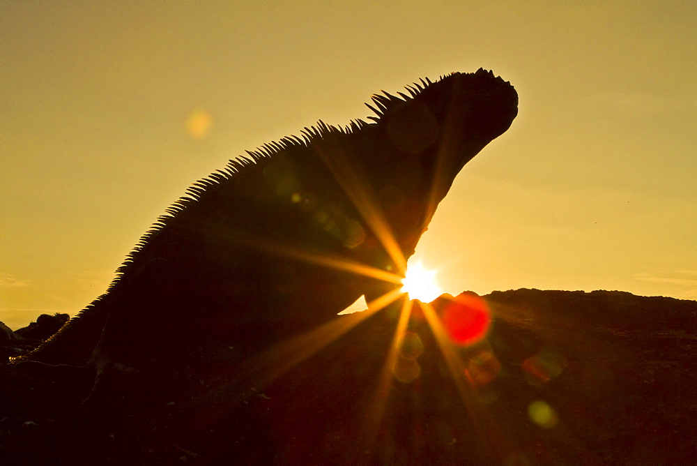 Galapagos marine iguana (Amblyrhynchus cristatus), Fernandina Island, Galapagos Islands, UNESCO World Heritage Site, Ecuador, South America