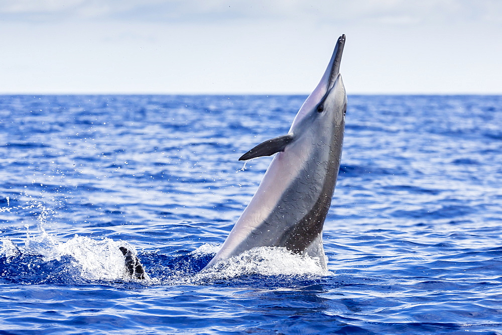 Hawaiian spinner dolphin (Stenella longirostris), AuAu Channel, Maui, Hawaii, United States of America, Pacific 