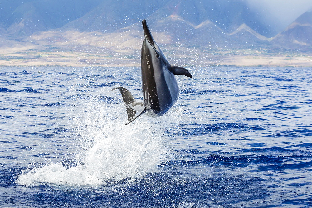 Hawaiian spinner dolphin (Stenella longirostris), AuAu Channel, Maui, Hawaii, United States of America, Pacific 