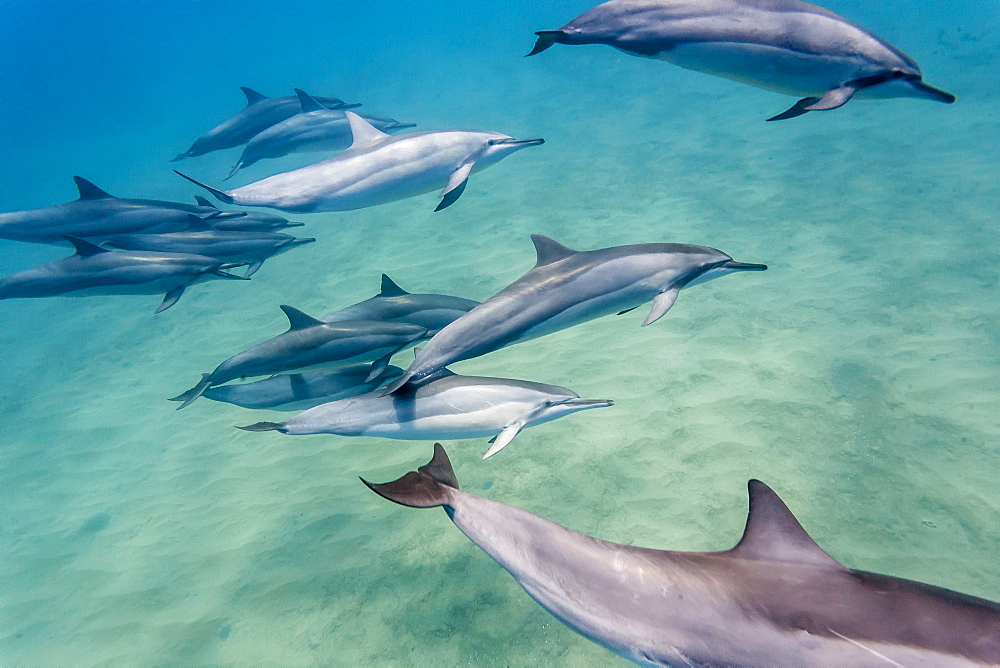 Hawaiian spinner dolphins (Stenella longirostris), AuAu Channel, Maui, Hawaii, United States of America, Pacific