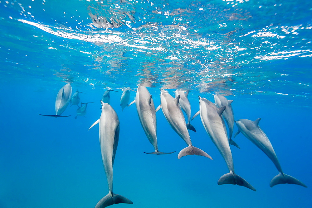 Hawaiian spinner dolphins (Stenella longirostris), AuAu Channel, Maui, Hawaii, United States of America, Pacific 