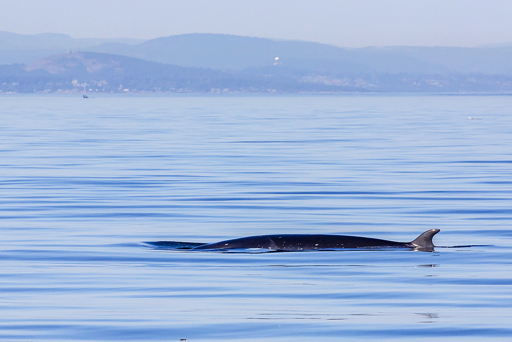 Northern minke whale, Balaenoptera acutorostrata, surfacing in Cattle Pass, San Juan Islands, Washington, United States of America, North America