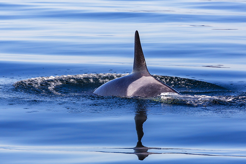 Resident killer whale, Orcinus orca, Cattle Pass, San Juan Island, Washington, United States of America, North America