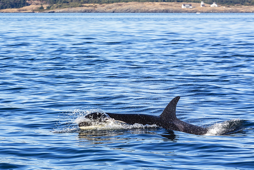 Resident killer whale, Orcinus orca, Cattle Pass, San Juan Island, Washington, United States of America, North America