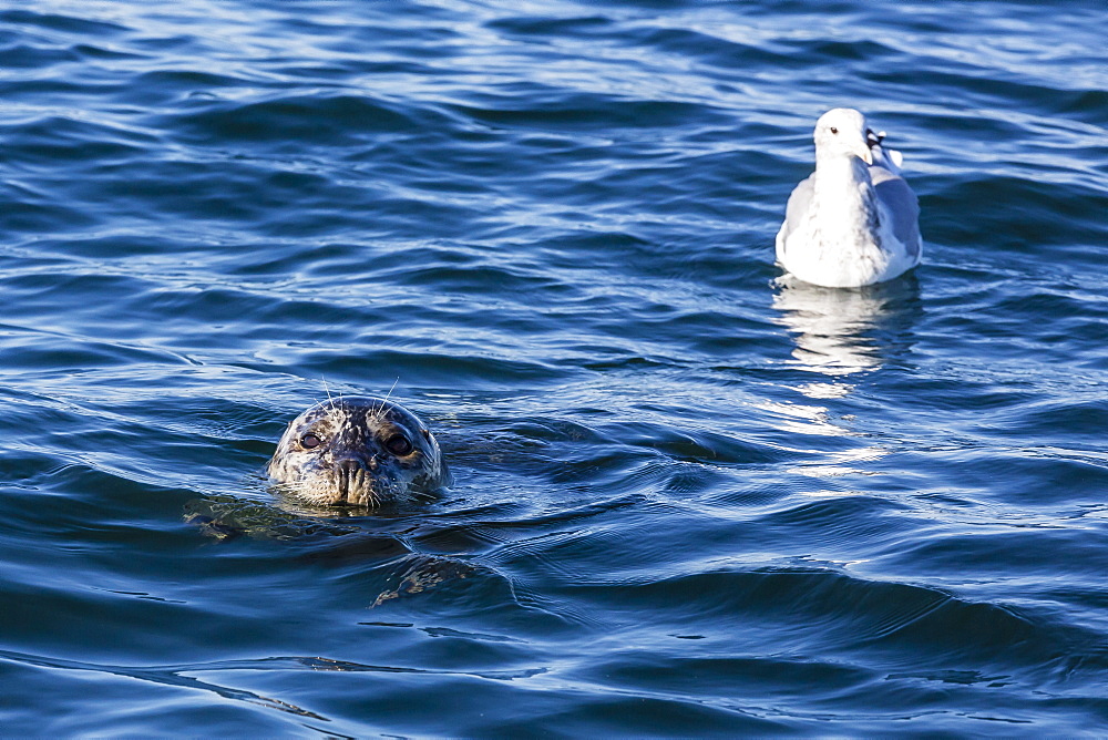 Harbour seal, Phoca vitulina, near gull, Seattle, Washington, United States of America, North America