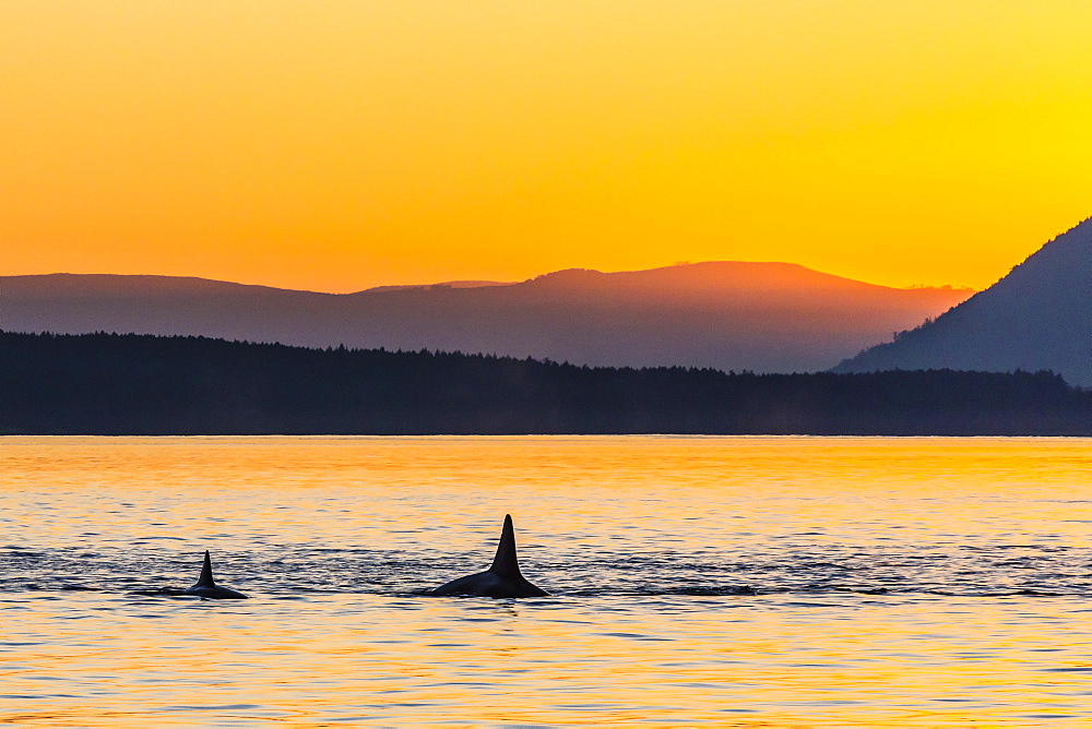 Transient killer whales (Orcinus orca) surfacing at sunset, Haro Strait, Saturna Island, British Columbia, Canada, North America