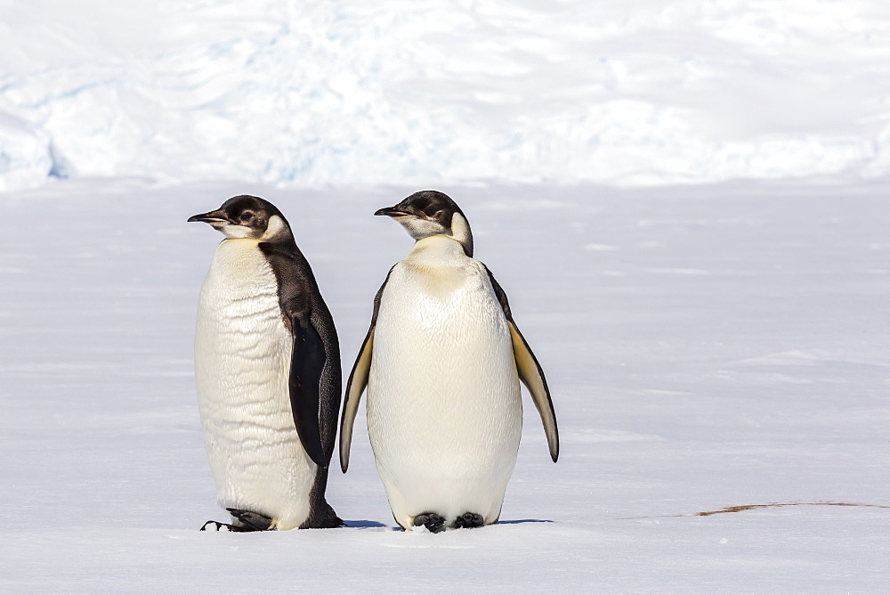 Recently fledged emperor penguins (Aptenodytes forsteri), Enterprise Islands, Antarctica, Southern Ocean, Polar Regions