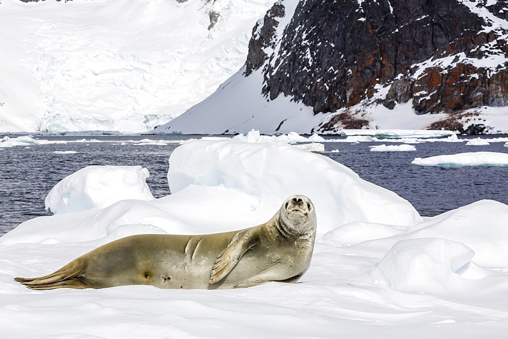 Female crabeater seal (Lobodon carcinophaga), Cuverville Island, near the Antarctic Peninsula, Antarctica, Southern Ocean, Polar Regions