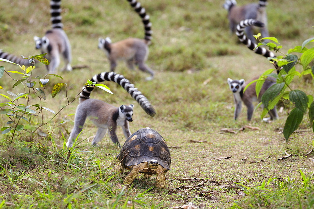 Tortoise and Ringtailed Lemurs, Lemur catta, Nahampoana Reserve, South Madagascar, Africa