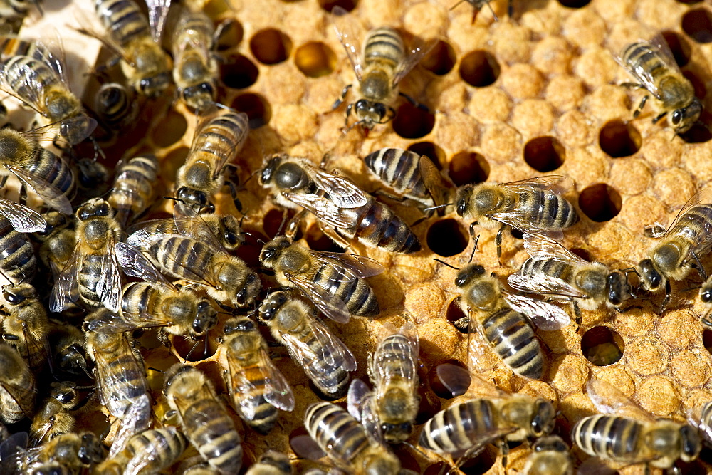 Queen bee and bees on honeycombs, Freiburg im Breisgau, Baden-Wuerttemberg, Germany