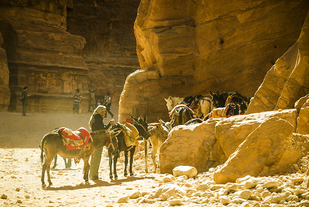 Donkeys and horses in The Siq, Petra, Jordan, Middle East