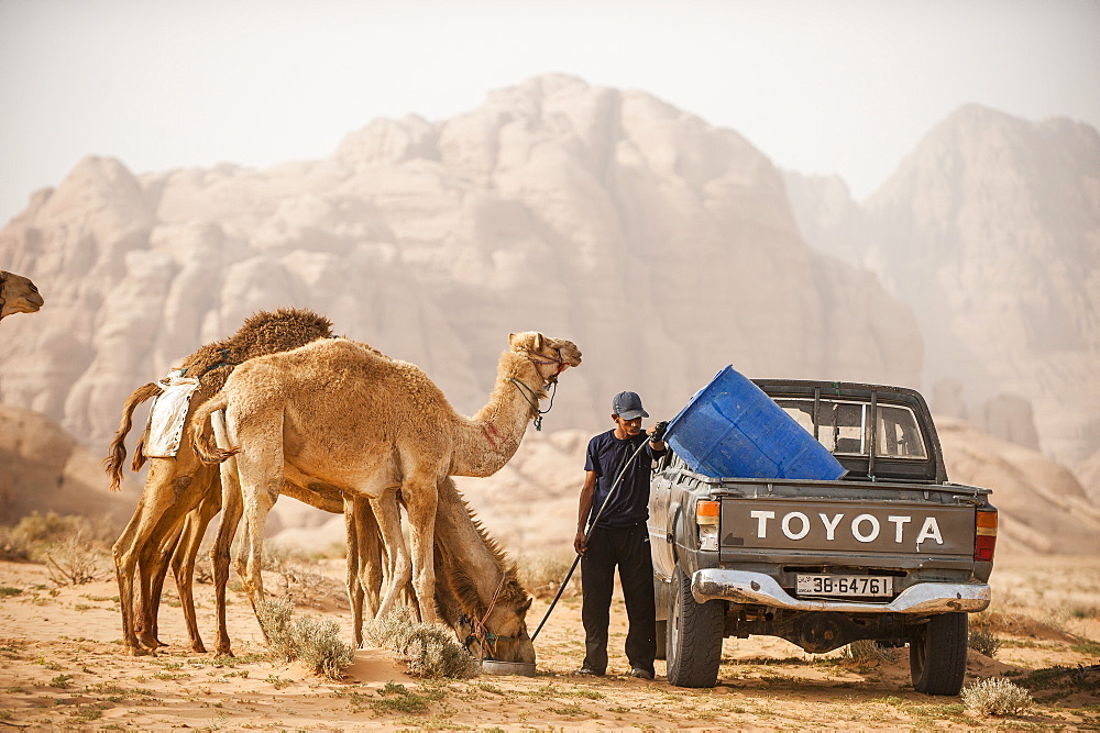 Dromedaries drinking, Wadi Rum, Jordan, Middle East