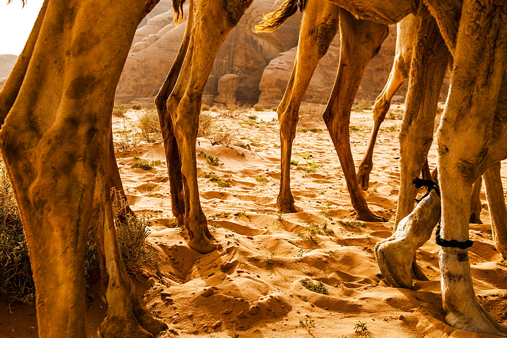 Close-up of several dromedaries, Wadi Rum, Jordan, Middle East