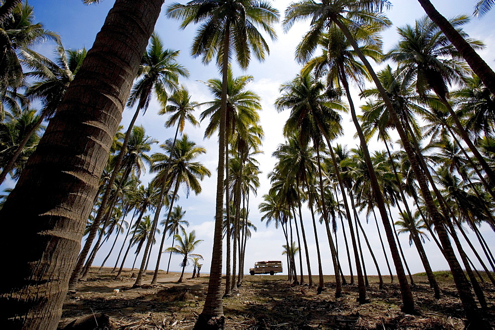 American School bus in a palm grove, Pasquales beach, Colima, Mexico