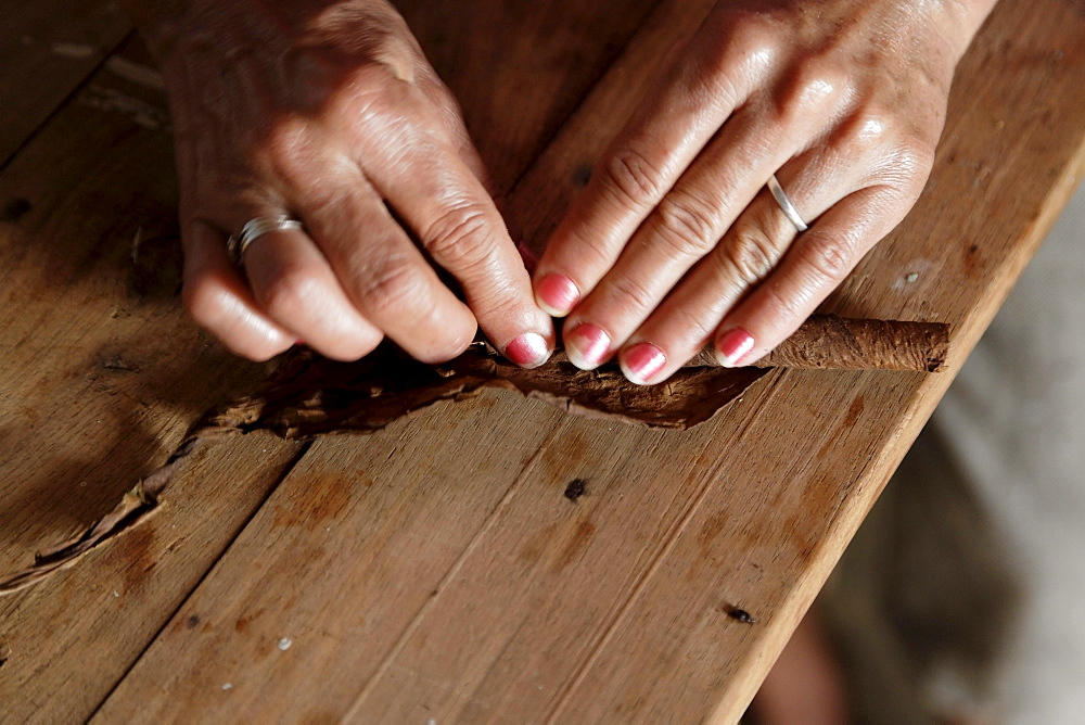 Woman rolling cigar, tobacco farm, Vinales, Pinar del Rio, Cuba, West Indies