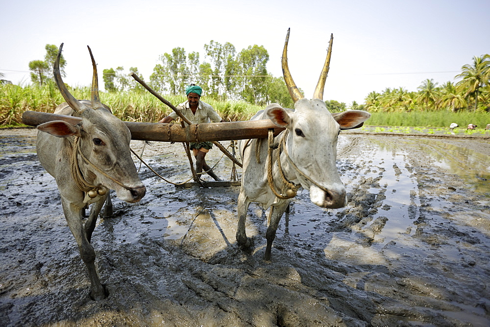 Ox plow on flooded rice field, Somanathapura, Karnataka, India