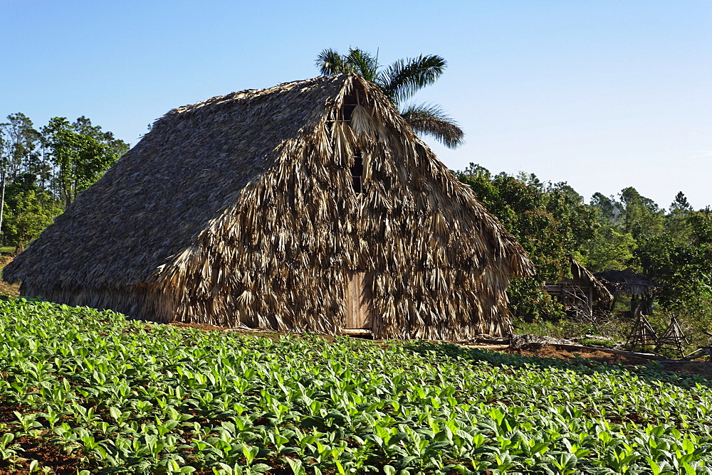 Kiln in tobacco field, Vinales, Pinar del Rio, Cuba, West Indies