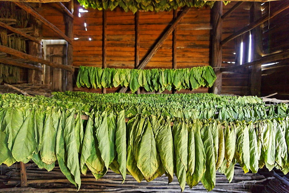 Tobacco leaves drying, Alejandro Robaina Tobacco Farm, Pinar del Rio, Cuba, West Indies